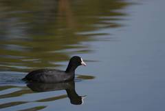 Fulica atra