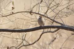 Coccothraustes coccothraustes