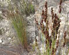 Elegia hookeriana