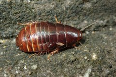 Pycnoscelus surinamensis