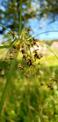 Scirpus sylvaticus