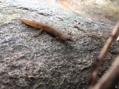 Cryptactites peringueyi