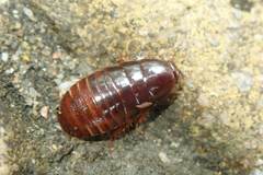 Pycnoscelus surinamensis