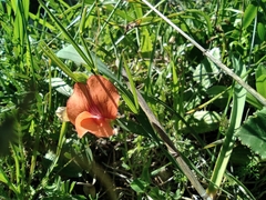 Lathyrus blepharicarpos