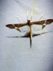Tipuliforma triangulalis