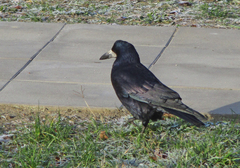 Corvus frugilegus