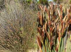 Hypodiscus aristatus