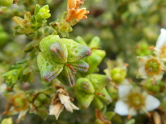 Diosma passerinoides
