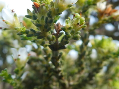 Diosma passerinoides