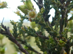 Diosma passerinoides