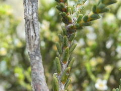 Diosma passerinoides