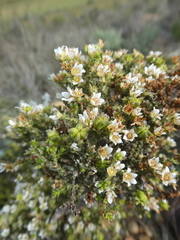 Diosma passerinoides