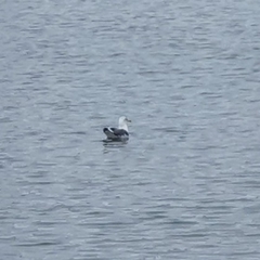 Larus
