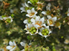 Diosma passerinoides