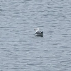 Larus