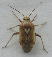 Lygus gemellatus