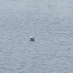 Larus