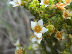 Diosma passerinoides