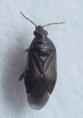 Orius niger