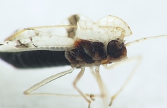 Stephanitis caucasica