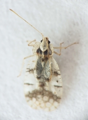 Stephanitis caucasica