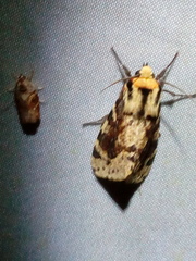 Spilosoma kebea