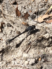 Austroaeschna anacantha