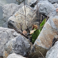 Rattus norvegicus