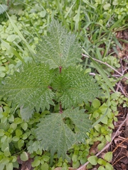 Urtica pilulifera