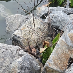 Rattus norvegicus