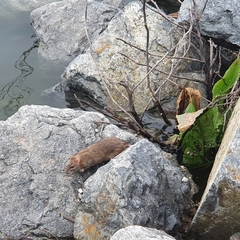 Rattus norvegicus