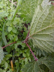 Urtica pilulifera