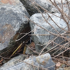 Rattus norvegicus