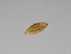 Heterolocha coccinea