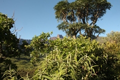 Rhoicissus tridentata