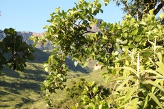 Rhoicissus tridentata