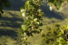 Rhoicissus tridentata