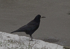 Corvus frugilegus