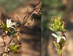 Wahlenbergia axillaris