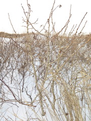 Crataegus maximowiczii