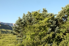 Podocarpus latifolius