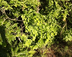 Dioscorea sylvatica