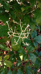 Chassalia princei