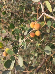 Ziziphus nummularia