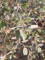 Ziziphus nummularia