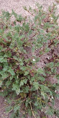 Erodium cicutarium dunense