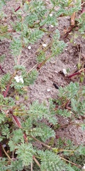 Erodium cicutarium dunense