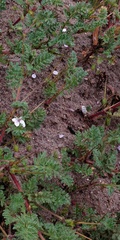 Erodium cicutarium dunense