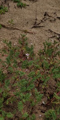 Erodium cicutarium dunense