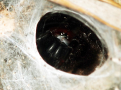 Porrhothele antipodiana